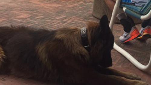 Dogs’ role in Imran-Reham divorce rejected