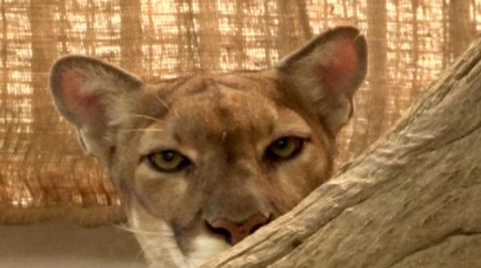 Another puma cub dies at Karachi Zoo