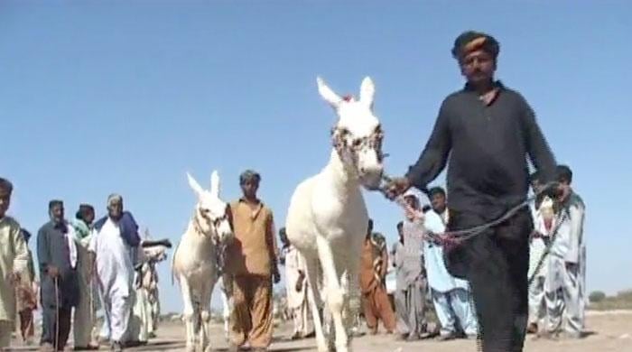 Donkey festival kick off in Badin