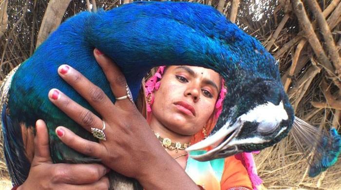Marvi of Thar sings for her peacock to come to life