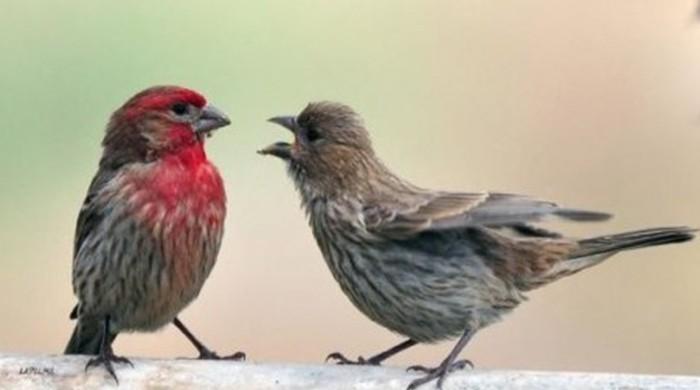 What’s that sound: A language of whistles