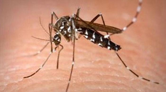 Health teams from Punjab reach Peshawar to 'fight' dengue 