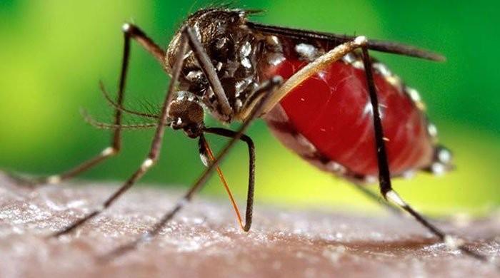 Death toll due to dengue in KP rises to 10