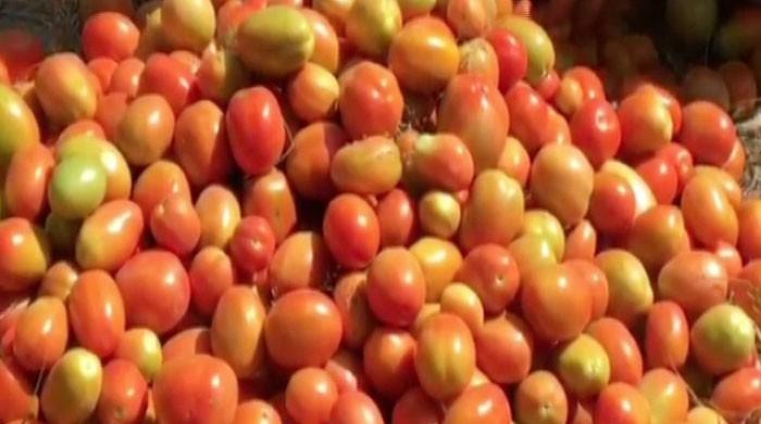 Why are tomato prices rising in Pakistan?
