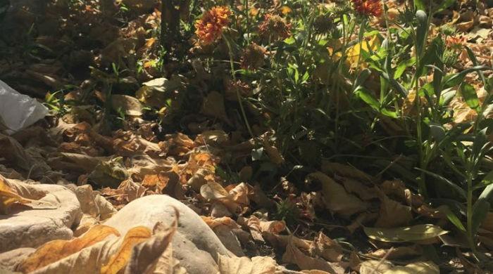 Autumn has come, the summer is past