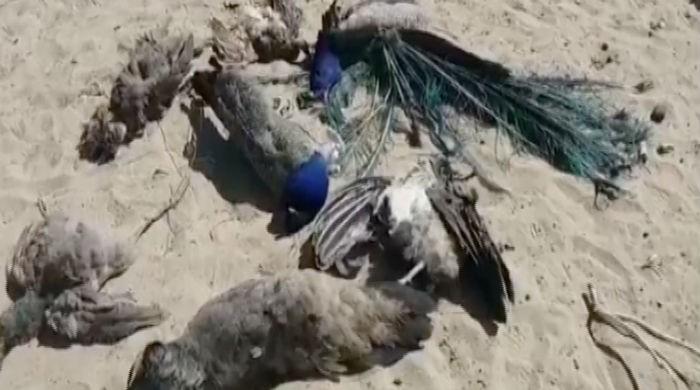More than 50 peacocks ‘mysteriously’ die in Thar