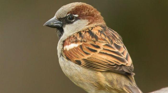 Balochistan witnesses steep decline in bird populations