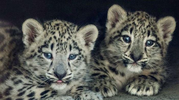 Growing pride: leopardess gives birth to four cubs at Peshawar zoo