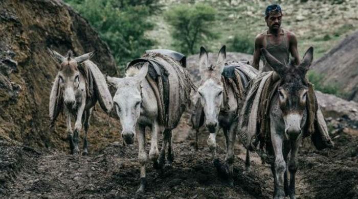 Pakistan’s iron equines’ bray falls on deaf ears
