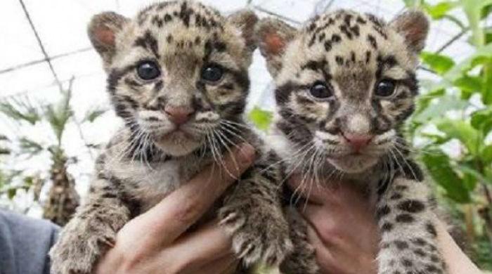 Three leopard cubs die a month after birth at Peshawar zoo