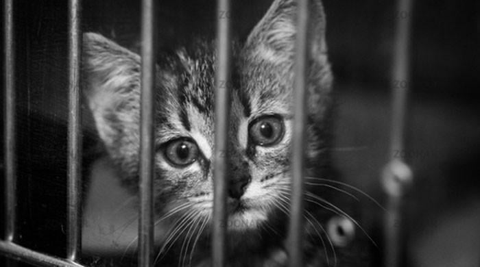 Being a voice for the voiceless 
