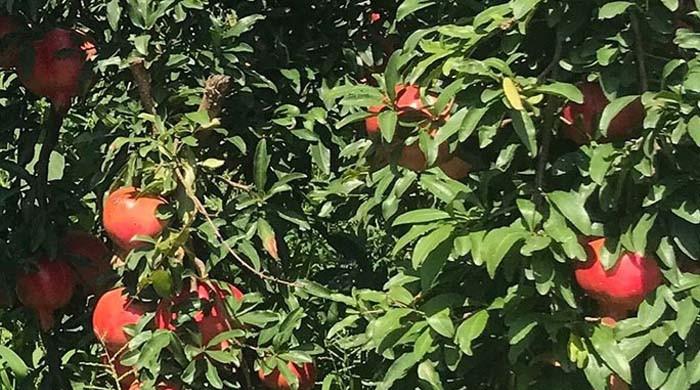 Pomegranate orchards continue to bear fruit in Swat