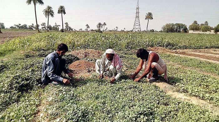 Can Naya Pakistan uplift the rural poor?