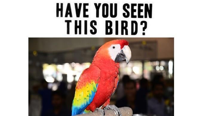 Finding Peeka 