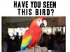 Finding Peeka 