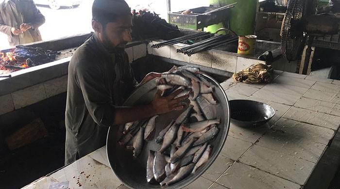 Khyber Pakhtunkhwa’s Sher Mahi fish is dying out 