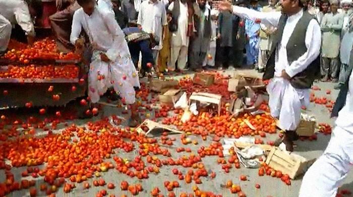 Qila Saifullah farmers take a leaf from Spain's La Tomatina festival to stage unique protest