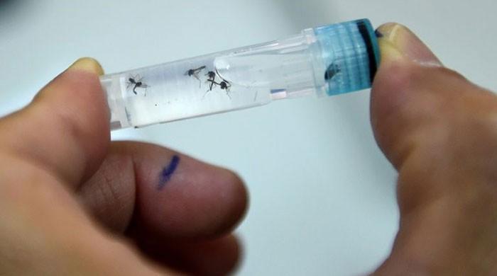 Dengue outbreak: Punjab battles another spike year