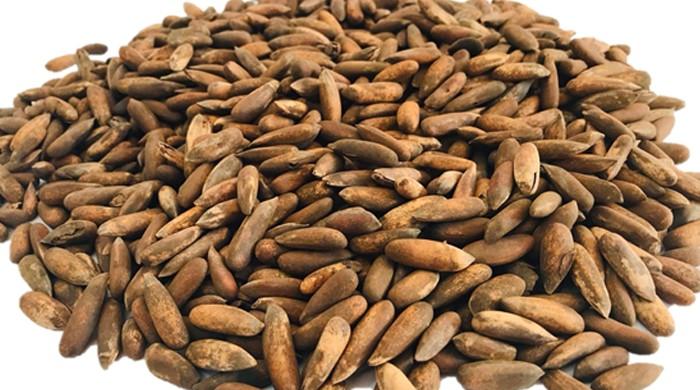 Chilgoza heist: Robbers steal 23 sacks of pine nuts worth Rs12m