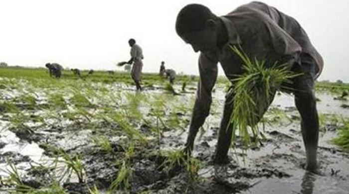 Punjab police files water theft case against 15 farmers who have died
