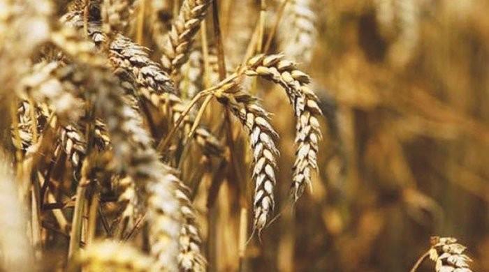 Influential people behind hoarding of 5 MMT of wheat