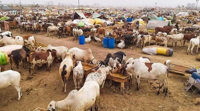 Sohrab Goth cattle market makes digital content creators agree to overlook SOPs violations