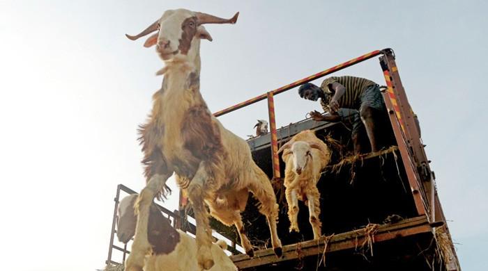 COVID-19 and 'Bakra Eid': Eid ul Adha brings new trends to Karachi