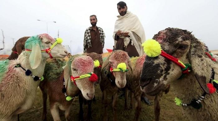 'Mandi jao ge?': Here's what you should know about purchasing animals for Eid ul Adha