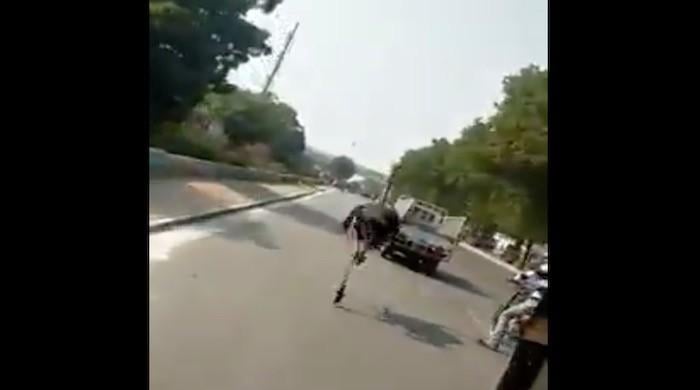 Watch: Karachiites stunned to see ostrich running across a road