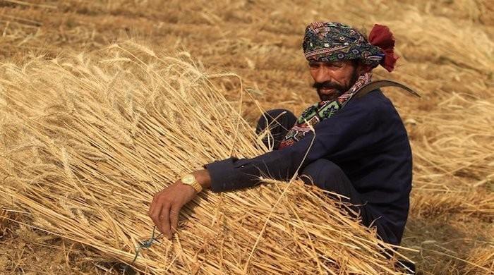 Wheat prices set by government invite exploitation, say Sindh farmers