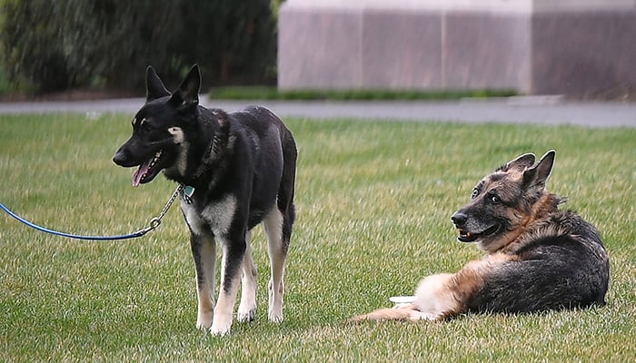 U.S. President Joe Bidens dogs Champ and Major are seen on the South Lawn of the White House in Washington, DC, US, March 31, 2021. — Reuters/File