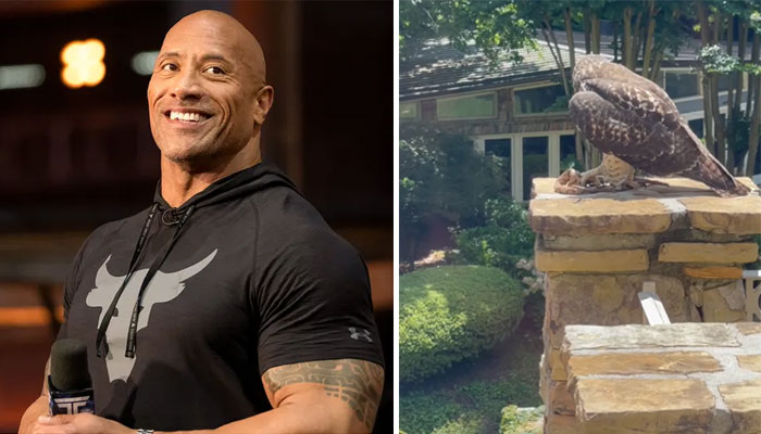 Dwayne Johnson fawns over ‘majestic’ angry hawk: ‘Hasn’t stopped ka kaw’ng’