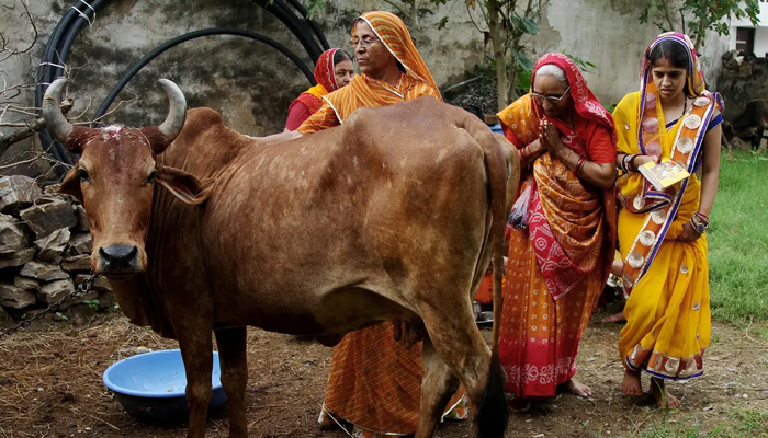 Women worship a cow, an animal held sacred by Hindu beliefs, to seek blessing for their male child during Bach Baras festival in Ajmer, India August 29, 2016. &mdash; Reuters/File