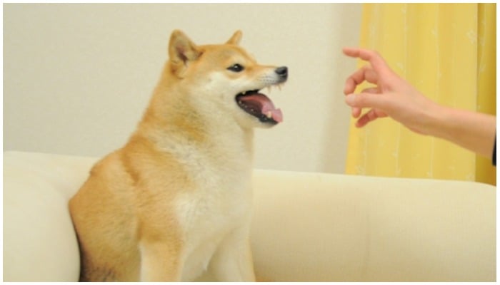 The ‘Feisty Doge’ picture became the world’s most valuable NFT at $110m. Photo-Forbes