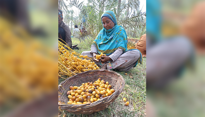 Pervezan working in a date-growing farm in Sindh’s Khairpur district, on August 8, 2021. — Picture by author