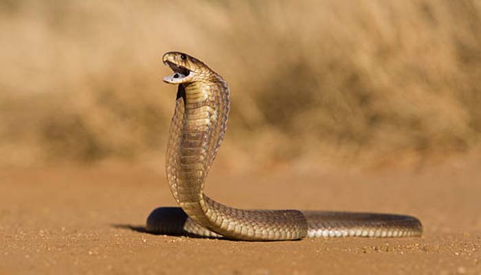 Representational image. — iStock/File