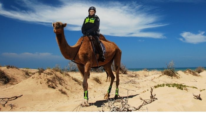 Victoria Police plays a prank on Facebook, saying it will be recruiting camels. — Facebook/Victoria Police