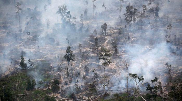 Out of control: Forest fires are increasing in Pakistan
