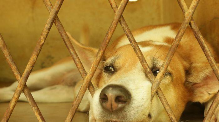 Rawalpindi university torturing stray animals to teach students, say activists 