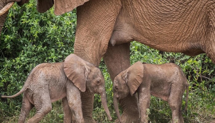 Orphaned elephants manage to overcome the loss of their mother by living in a herd. &mdash; AFP