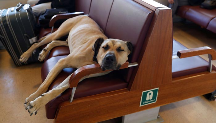 Street dog Boji, a regular user of commuter ferries, buses, metro trains, and trams, sleeps on a ferry which runs between the citys Asian and European sides, in Istanbul, Turkey October 5, 2021.&mdash; Reuters/File