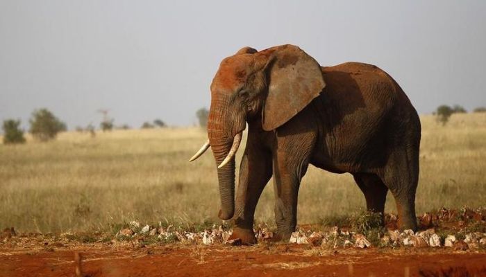An elephant walks during their aerial census at the Tsavo West national park within the Tsavo-Mkomazi ecosystem, southeast of Kenyas capital Nairobi, February 4, 2014. &mdash; Reuters