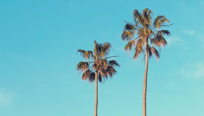 Two palm trees.&mdash; Unsplash