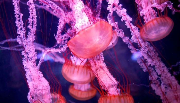 Jellyfish are seen in a new aquarium dedicated to 45 different delicate species at the Paris Aquarium, France, January 16, 2019.&mdash; Reuters