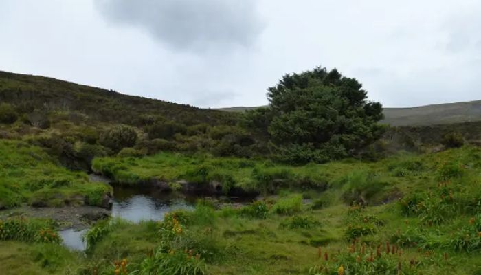 The Sitka spruce on Campbell Island in the Southern Ocean holds the Guinness World Record for most remote tree. &mdash; Dr Jocelyn Turnbull, GNS Science