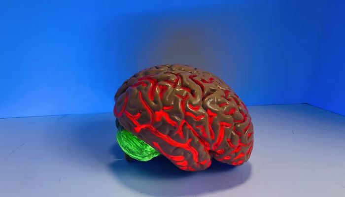 A human brain model.— Unsplash