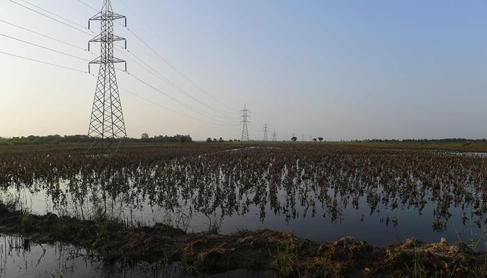 In this picture taken on August 30, 2022, a general view shows cotton crops damaged by flood waters at Sammu Khan Bhanbro village in Sukkur, Sindh province. — AFP