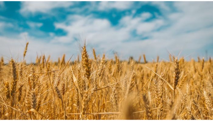 Boundless fields of wheat in the east of Ukraine.— Unsplash