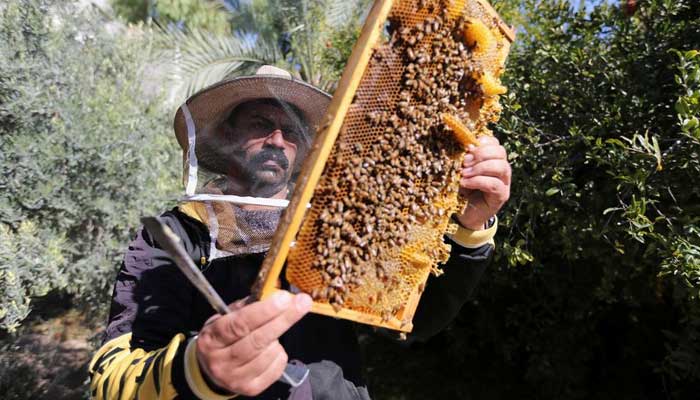 A Palestinian farmer checks a beehive in Gaza City on November 20, 2022. — Reuters