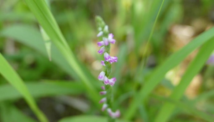 The Spiranthes hachijoensis, a new species of orchid with delicate glass-like blooms is shown in this picture on March 23, 2023. — AFP
